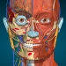 Anatomy Learning - 3D Anatomy APK
