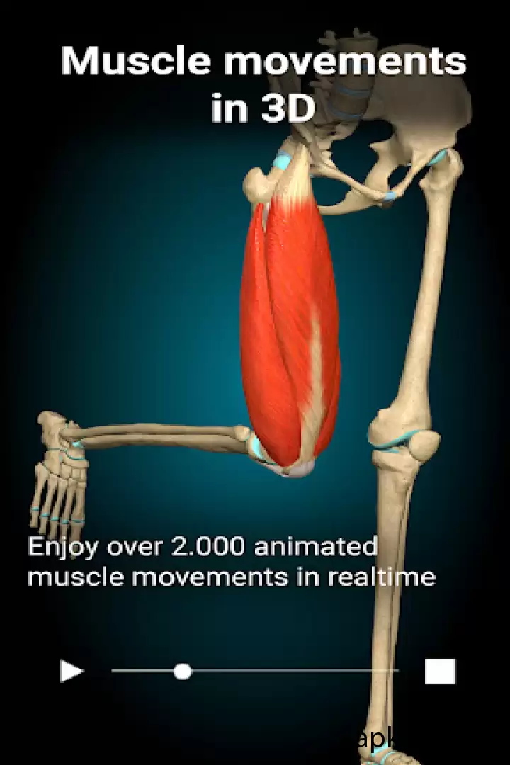 تحميل Anatomy Learning - 3D Anatomy APK