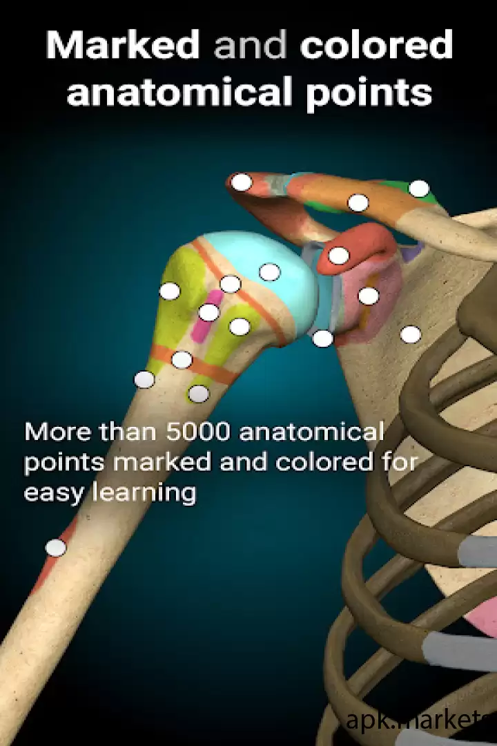 تحميل Anatomy Learning - 3D Anatomy APK